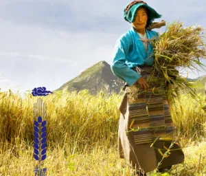 Cheezheng Highland Barley Rice Grains Xizang Specialties Healthy and Nutritious Staples, Each 100 Grams of Barley Rice Contains Not Less Than 5 Grams of B-Gluca